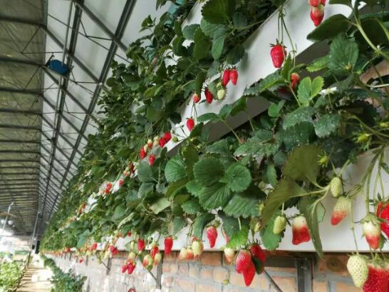 草莓怎么立體栽培？立體種植草莓技術(shù)介紹